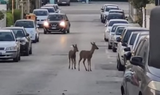 Centobuchi - Avvistati due caprioli vicino la Salaria